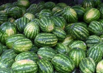 На українському ринку зросли ціни на кавуни