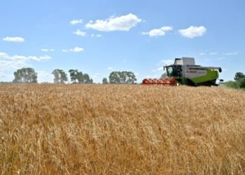 Аграрії намолотили понад 22 млн тонн зернових та олійних