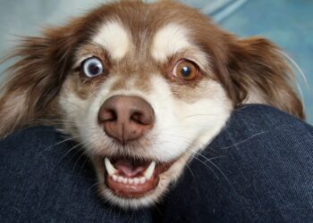 Собаки можуть відчувати емоційний стан господарів через нюх