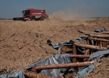 В уряді назвали втрати зернових через спеку