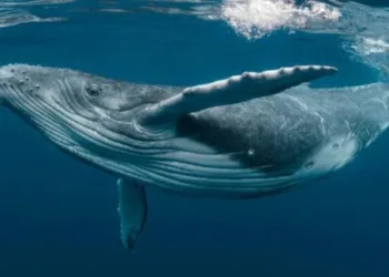 Фонтанують, округлюють спину та показують хвіст: українські полярники розповіли про особливості поведінки горбатих китів біля поверхні води