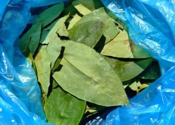 Виявлено докази вживання коки європейцями ще в XVII столітті