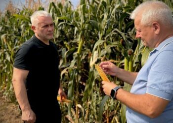 Одещина вирощує на експорт кукурудзу для попкорну – ОВА