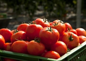 Ціни на помідори в Україні побили показник за сім років