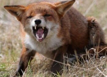 На Конотопщині виявили хвору на сказ лисицю