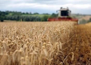 В Україні намолотили понад 28,5 млн тонн зернових та олійних