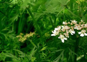 До уваги мешканців Староіванівського старостату!