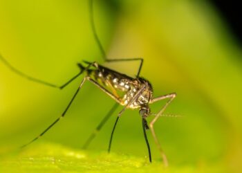 У США поширюється рідкісна і смертельна хвороба