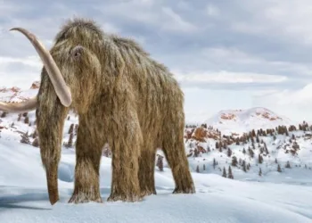 Існували 10-12 тис. років тому: як у Запоріжжі знайшли кістки мамонта і що робитимуть з ними археологи. Фоторепортаж Еспресо