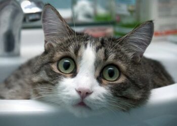 “Міськводоканал” спростовує чутки про відключення води на кілька днів 