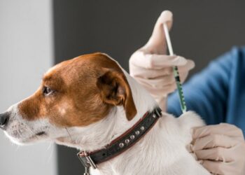 На Конотопщині тривають профілактичні заходи проти сказу