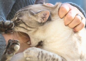 На Охтирщині – черговий випадок сказу