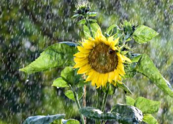 На початку тижня на Сумщині пройдуть дощі