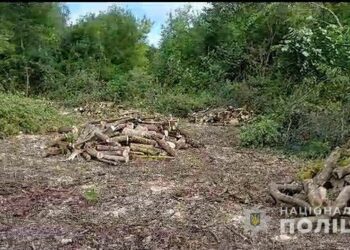 На Сумщині повідомили підозру чоловікові за організацію незаконної порубки дерев на 400 тис грн
