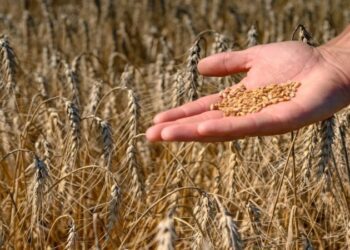 На Сумщині завершується збирання врожаю ранніх зернових