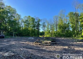 Незаконний поруб дерев зі збитками 200 тис. грн – жителю Охтирщини повідомили про підозру