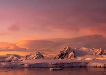 Один із головних хижаків Антарктики: українських полярників під час виходу в океан наздоганяв морський леопард