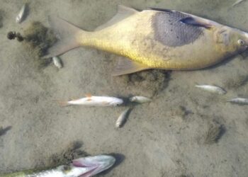 Що відбувається з річкою Сейм?