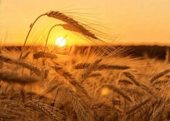 Спека не відступає: сумські синоптики поділилися прогнозом на найближчі дні