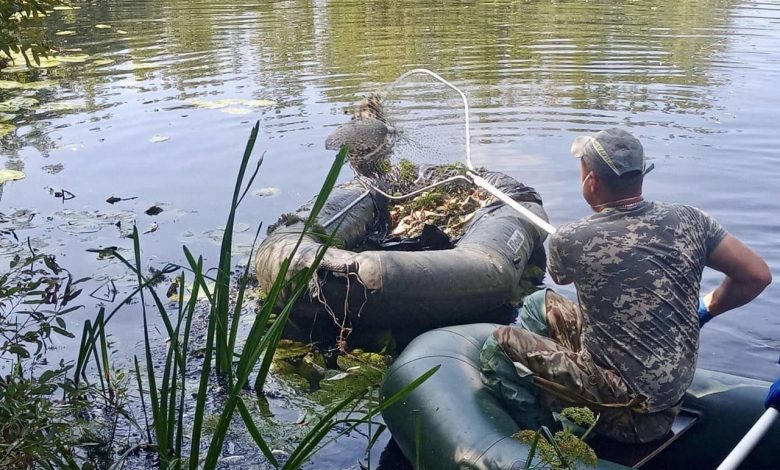 У Любитовому на Кролевеччині виловили близько 500 кг загиблої риби з Сейму