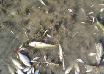У Сейму, в межах Конотопського району, не рекомендовано купатися та вживати звідти рибу