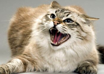 З початку року на Сумщині зафіксували 4 випадки захворювання на сказ тварин