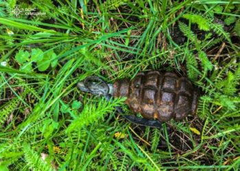 За добу піротехніками ДСНС на Сумщині знищено 4 боєприпаси
