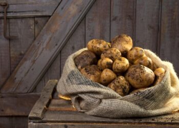 Україна імпортує картоплю у розпал збору врожаю