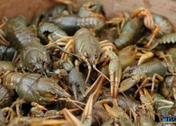 З 21 вересня на Сумщині дозволяється вилов раків