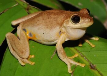 В Австралії відкрито 750 нових видів, включаючи павука Венома