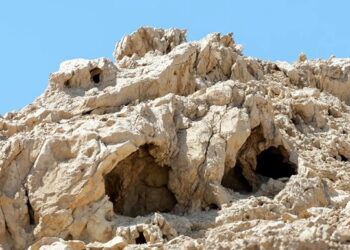 Дослідники виростили дерево з тисячолітнього насіння