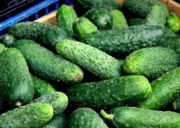 Вартість огірків в Україні оновила семирічний рекорд