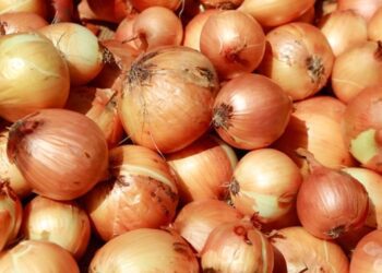 На українському ринку стрімко здорожчала цибуля