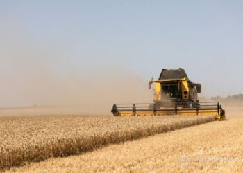 Аграрії Шосткинщини завершують збір ярої пшениці та готують грунт під урожай 2025 року