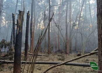 Через бойові дії на півночі Сумщини за останні два тижні виникло більше 30 лісових пожеж