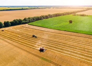 Україна зібрала пшениці вчетверо більше за власні потреби – Шмигаль