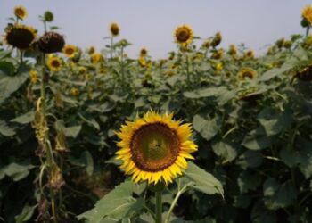 В Україні обсяг виробництва олії перевищив довоєнний період