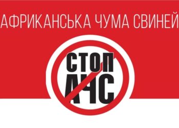 На Конотопщині зафіксовано спалах африканської чуми свиней