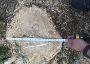 На Охтирщині затримали чоловіків, які незаконно нарубили дерев на 2 млн грн