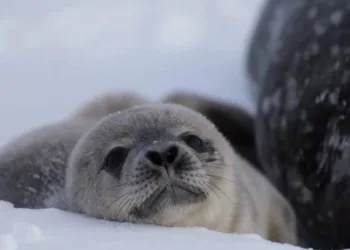 На станції “Академік Вернадський” обрали ім’я для новонародженого тюленяти