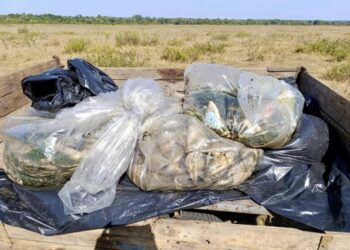 На Сумщині з Сейму зібрали 12 тонн мертвої риби