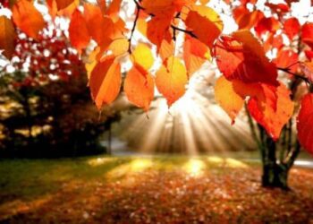 Найближчими днями у Сумах буде тепла та суха погода