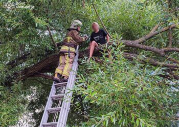 Рятувальникам доводиться знімати з дерев не тільки котів, а й дівчаток