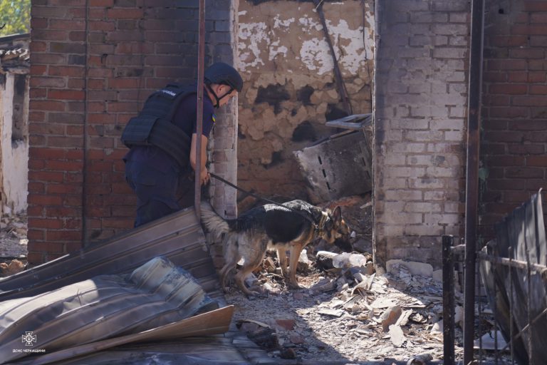 Собаки-детектори із Сумщини допомагають у розмінуванні територій на Донеччині