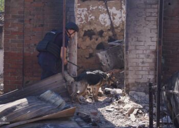 Собаки-детектори із Сумщини допомагають у розмінуванні територій на Донеччині