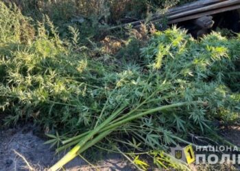 У Конотопі 42-річний чоловік на присадибній ділянці вирощував коноплі