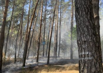 У Шостці рятувальники ліквідовують пожежу в Лазарівському лісі + Відео