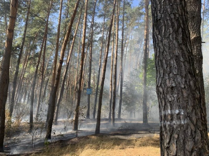 У Шостці рятувальники ліквідовують пожежу в Лазарівському лісі + Відео