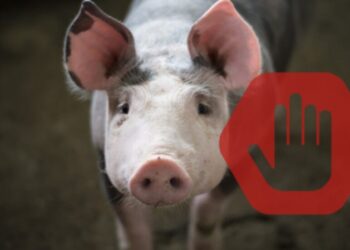 В Андріяшівській громаді скасували карантинні обмеження з африканської чуми свиней