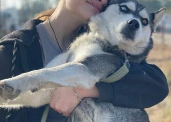 У Сумах цими вихідними проведуть дні прилаштувань у притулку для тварин